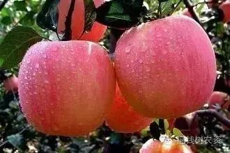 緊急通知 食用農(nóng)產(chǎn)品銷售要證了！農(nóng)業(yè)部新規(guī)即將重塑互聯(lián)網(wǎng)銷售格局