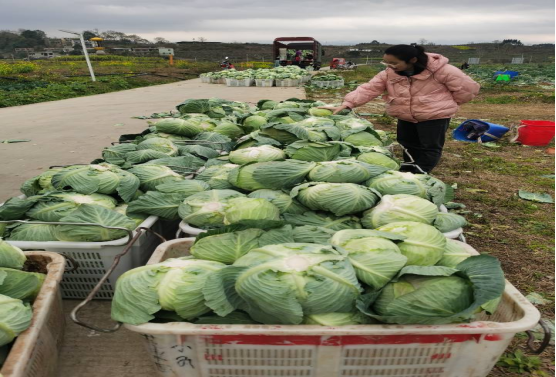 舌尖上的安全 食用農(nóng)產(chǎn)品零售市場呈現(xiàn)三大新動(dòng)向