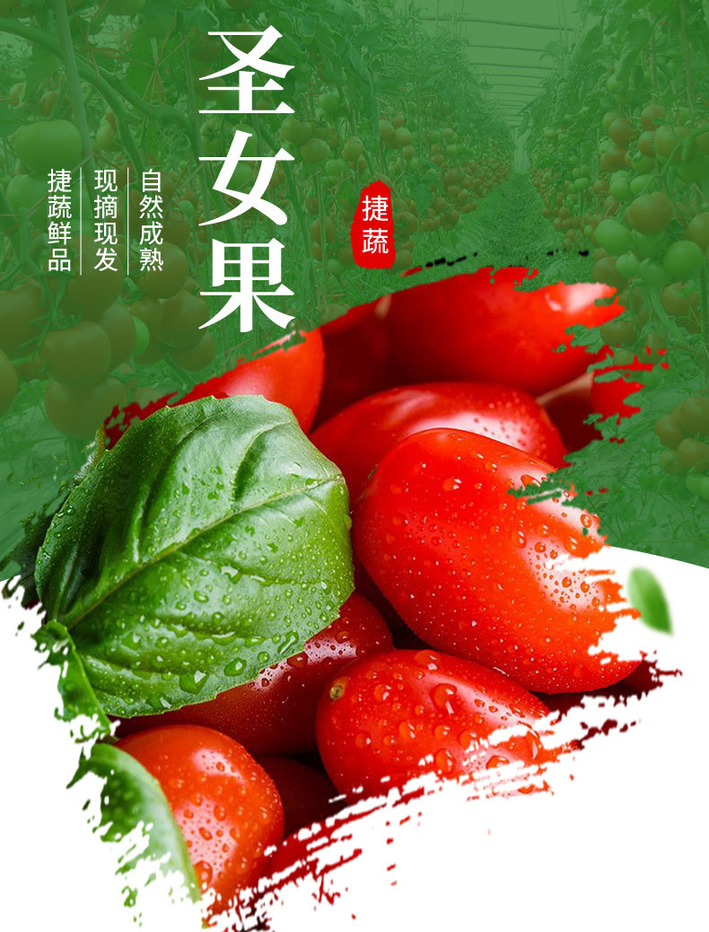 小西紅柿采購指南 從批發(fā)到零售的綠色新鮮之道